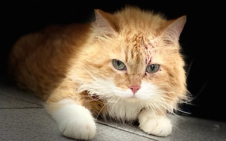 #PraCegoVer: Fotografia do gatinho Snarf, ele é amarelo, branco, tem os olhos verdes e o focinho rosa.